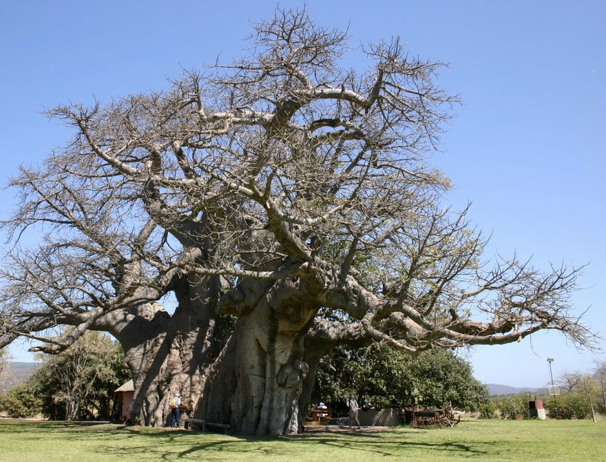6 En un tronco en SurAfrica
