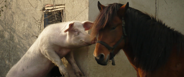 cerdo y caballo