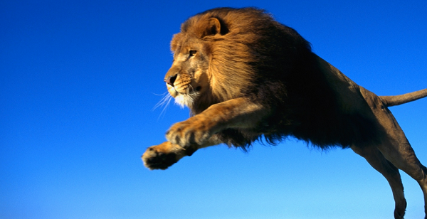 leon saltando